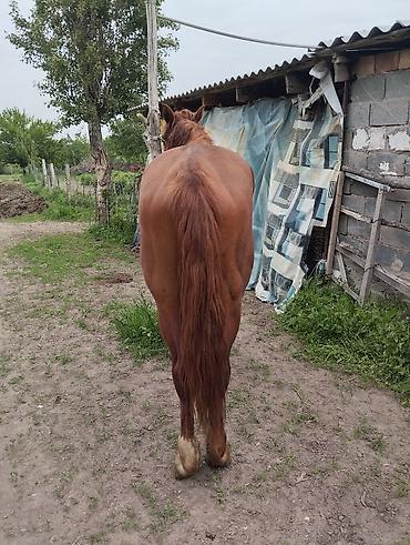 Лошади, кони: Продаю | Жеребец — 8
