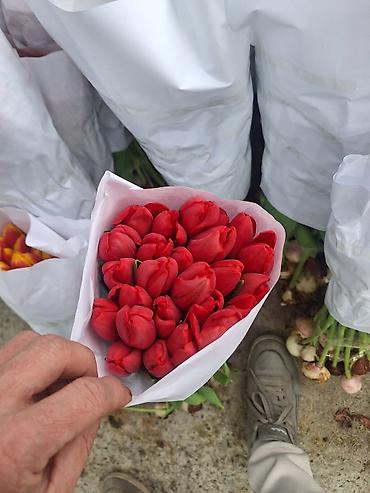 Букеты из живых цветов: Г.Ош оптом и розницу. Тюльпаны с луковицами, срезка «на поле» в — 15