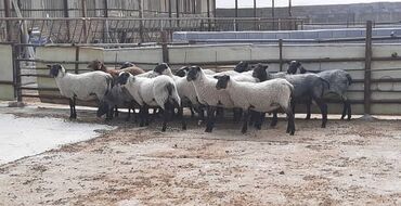 животные для дома: Продаю | Овца (самка), Ягненок, Баран (самец) | Романовская | Для разведения
