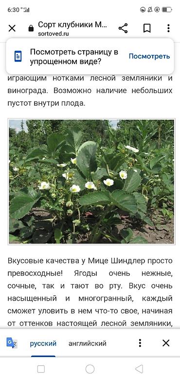 мандарины цена: Продаю росаду клубнику чёрный принц Мице Шиндлер сорт очень реткй вкус — 2