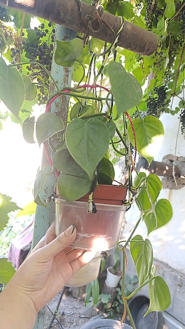 Другие комнатные растения: Комнатные растения ( Беловодское могу привезти в Бишкек) — 4