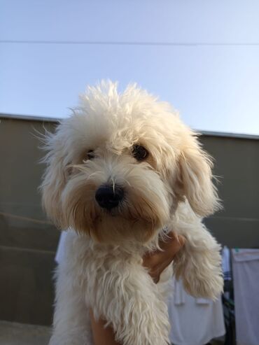 golden retriever satilir: Pudel, 4 ay, Erkek, Peyvəndli, Ünvandan götürmə, Ödənişli çatdırılma