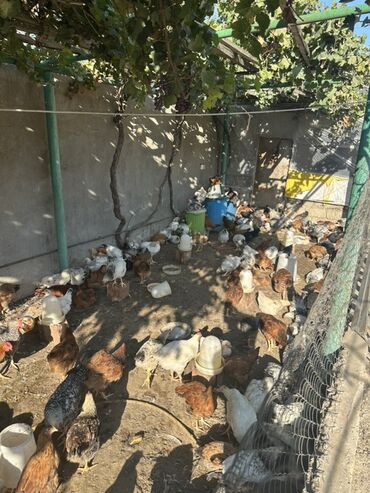 İnformatika: Toyuq, Damazlıq
