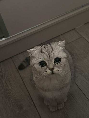животные кошка: Шотландская вислоухая кошка (Scottish Fold), окрас серебристый — 1