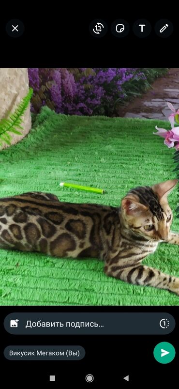 Продажа кошек: Друзья !! в проф питомнике Бен Гла Мур новые детки .Бенгальские котята — 3