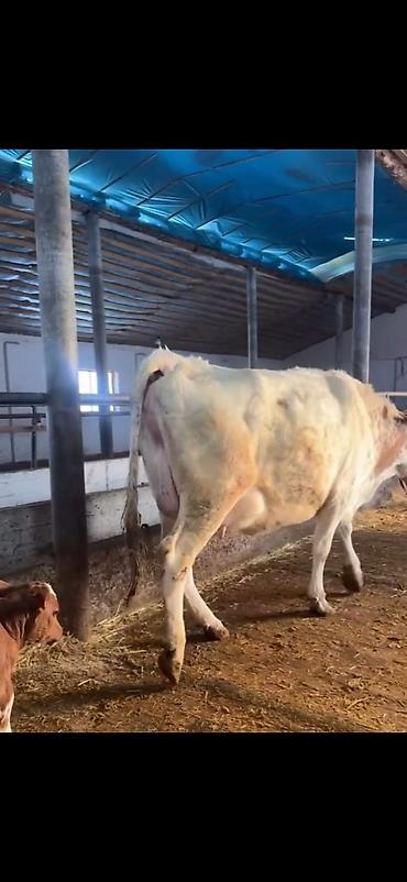 Inəklər, öküzlər: Südlük inək və buzov - Cins: alaca (şəkillərdə qırmızı-alaca rəngli) — 14