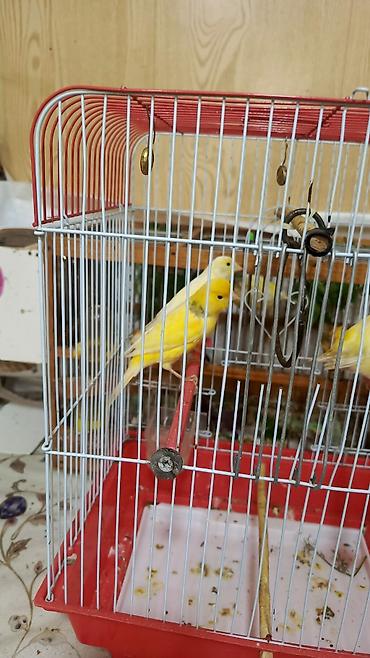 bulbul quşu: Salam. İki cüt 1 yaş cüt düşür. Erkəklər oxuyur. 4 nedə götürənə — 2