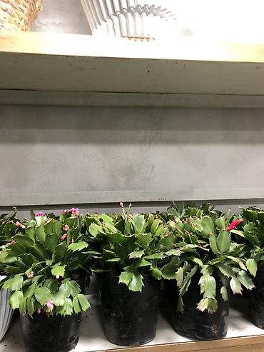 Другие комнатные растения: Комнатные растения в горшках — декоративные и фруктовые 1) Карликовый — 3