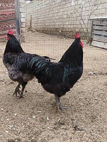 Xoruzlar: Məhsul: Safqan xoruzlar Təsvir:Təmiz qan Alman astralop cins — 23