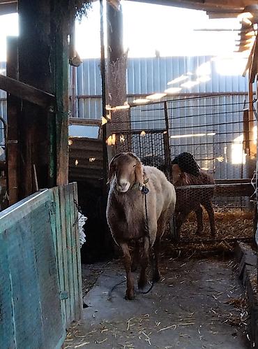 Баран, овца: Продаю | Овца (самка) | Для разведения | Матка — 10