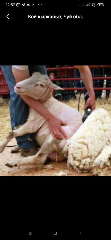 Услуги ветеринара: Стрижка овец (кой кыркабыз ) Бишкек сокулук беловодск с выездом