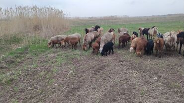 Бараны, овцы: Продаю | Овца (самка), Ягненок | Эдильбаевская, Арашан | Для разведения | Котные