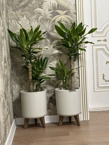 пос: Драцена (Dracaena fragrans, «кордилина») в стильных напольных кашпо -