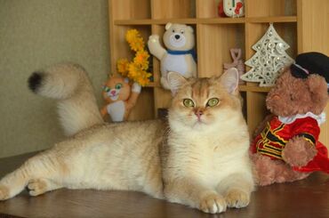 Pişiklər: Qızıl şinşilla, Erkək, Dişi, Ünvandan götürmə — 8