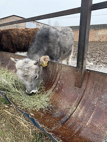 Коровы, быки: Продаю | Бык (самец) — 3