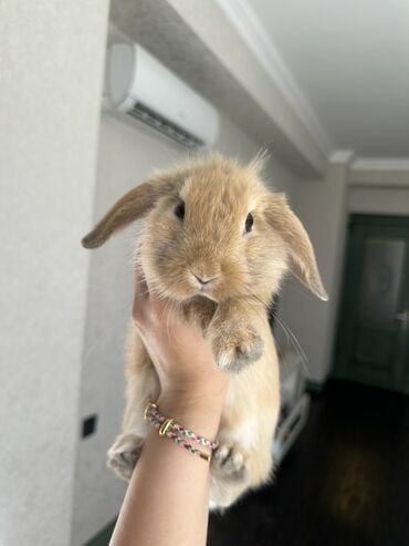 İtlər: Mr.Poki🐰Adını tanıyır. 4 aylıqdır. Ev şəraitində böyüyüb, çox
