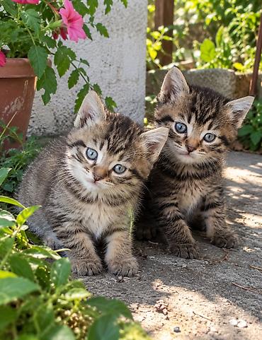 котята британской шиншиллы: Продам не дорого в добрые руки котят, 1 мальчик 1 девочка. Полосатые — 1