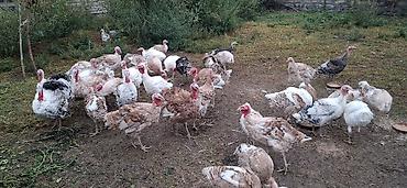 сколько стоит собака бу: Məhsul: Hinduşka sürüsü (müxtəlif rəng və çalalarda) qiymət razılaşma — 2