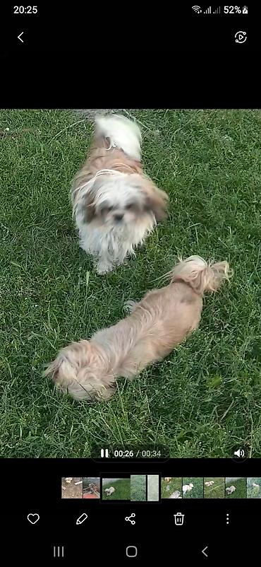 İtlər: Pekines, 8 ay, Erkek, Ödənişli çatdırılma — 3