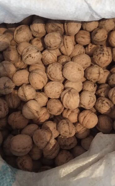 грецкие орех: Жангак сатам 50 кг калды Токмок шаары