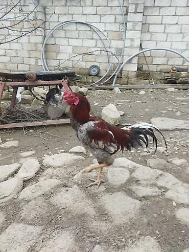 alman kurdu iti: Qırmızı xoruz 3 yaş yarım. damazlıq. bu biri balaca qırmızı iyun — 10