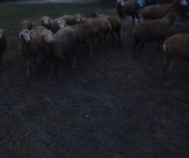 5 quzu satılır təcili Erkeyide var dişiside