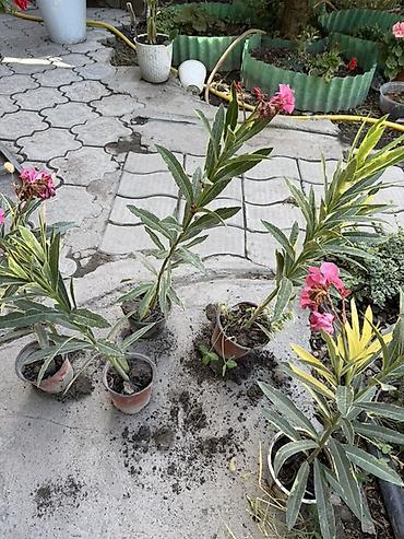 Уруктар жана көчөттөр: Пестролистный олеандр в горшках - Сорт с вариегатной листвой — 2