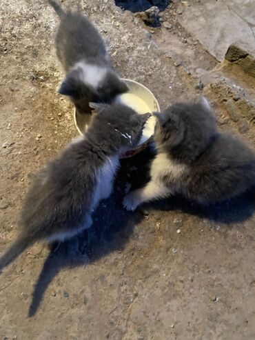 инкубационные яйца брама: Отдам бесплатно! 3 котята серо белого цвета, месячные уже пьют кушают