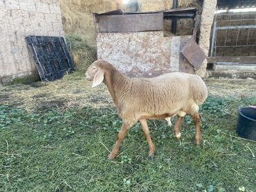 продажа щенков немецкой овчарки с документами в бишкеке: Сатам | Кочкор (эркек) | Көбөйтүү үчүн | Асыл тукумдуу