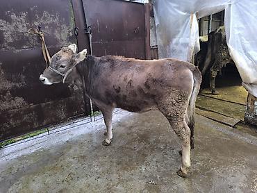 Коровы, быки: Продаю | Бык (самец) | Швицкая | На откорм | Племенные — 6