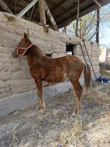 продажа щенков немецкой овчарки в бишкеке с документами: Продаю | Кобыла (самка) | Полукровка | Рабочий