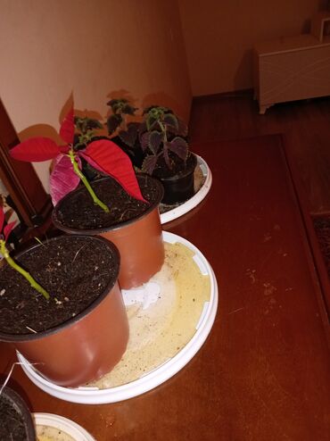 Otaq bitkiləri: Qırmızı poinsetiya (Atatürk çiçəyi) və dekorativ koles (Coleus) — 7