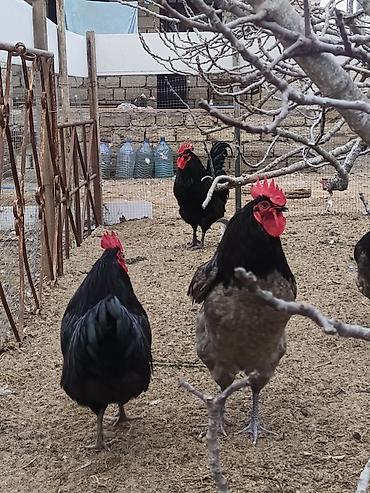 Xoruzlar: Məhsul: Safqan xoruzlar Təsvir:Təmiz qan Alman astralop cins — 5