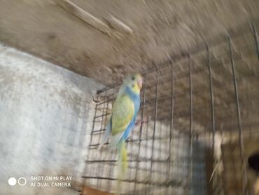 Tutuquşları: Valnisti papuqaylar satilir tutuquşular coxdu renbow var onun qiyməti — 2