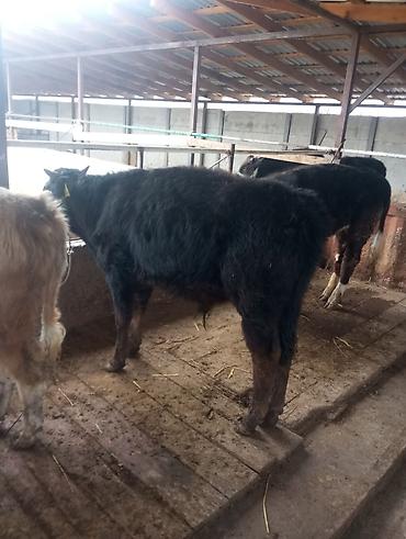 Коровы, быки: Продаю | Бык (самец) | На откорм | Привязанные at lalafo.kg — 2 Коровы, быки: Продаю | Бык (самец) | На откорм | Привязанные — 2