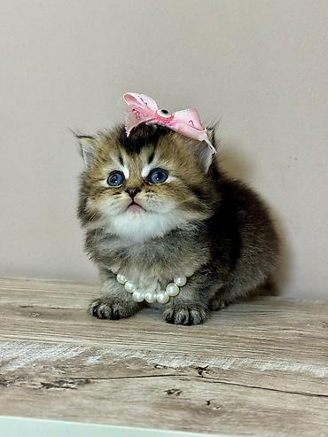 Pişiklər: Britan — 1