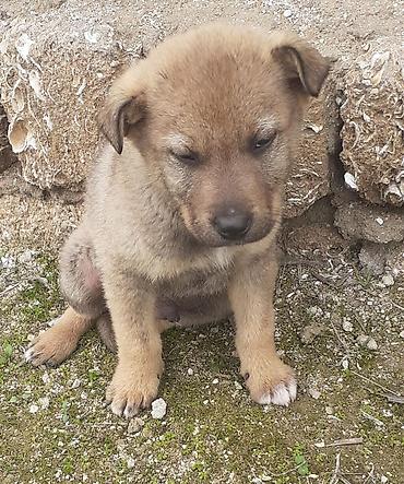 İtlər: Alman çoban iti, 2 ay, Erkek, Ünvandan götürmə — 12