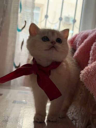 Pişiklər: Şotland uzun tüklü, Ödənişli çatdırılma — 13