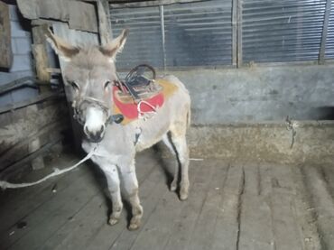 Другие с/х животные: Осёл рабочего ешек сатылат срочно улагы уйуру 💯💯💯 араба тартат жорго — 7