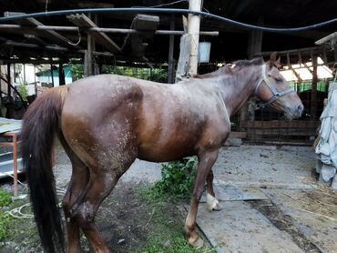 конный завод донской продажа лошадей: Продаю | Конь (самец), Жеребец | На забой, Для разведения, Рабочий
