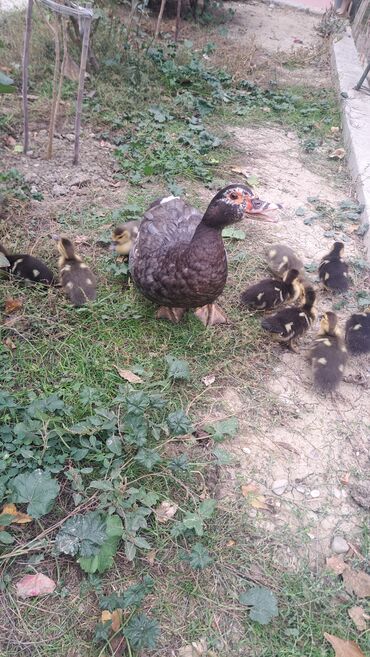 Ördəklər: Dişi, | Lal ördək, Macar, Damazlıq, Pulsuz çatdırılma — 7