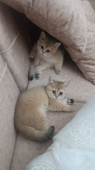 Pişiklər: Britan, Dişi, Yaxşı əllərə, Ünvandan götürmə, Ödənişli çatdırılma — 5