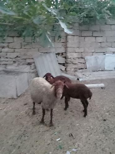 binə atciliq: Salam endirim olacaq dişi qoyun iki balasıyla əkiz 1 Erkey 1 dişi — 4
