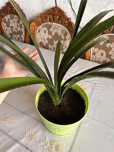 яркие: Кливия (Clivia) в декоративном кашпо Рассмотрю обмен - Комнатное — 4