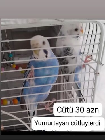 Yumurta verən cüt tutuquşular. Bir cütün qiyməti 30 azn təşkil edir