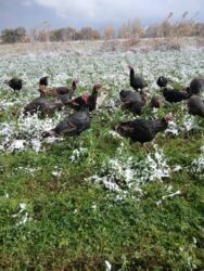 продажа щенков немецкой овчарки с документами в бишкеке: Индюки и индюшата Ундуктор сатылат 6,5 айлык Село жаны жер