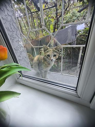 черепаховая кошка: Котёнок трёхцветной окраски (светло-рыжие, серые и белые отметины) — 1