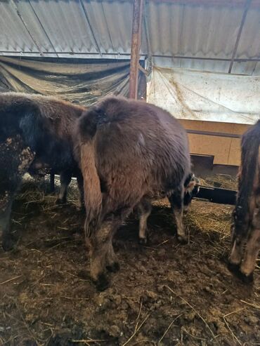 Коровы, быки: Продаю | Бык (самец) | Полукровка | На откорм | Привязанные — 6