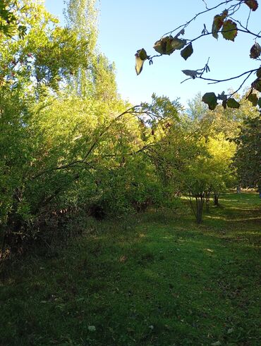 Torpaq sahələrinin satışı: Kənd təsərrüfatı — 6