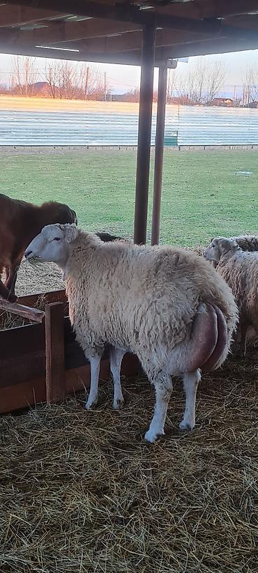 Qoyunlar, qoçlar: 1 qoc 2023 sentyabr heyvanı 100 kq + damazdıg yaxşı sürən — 2